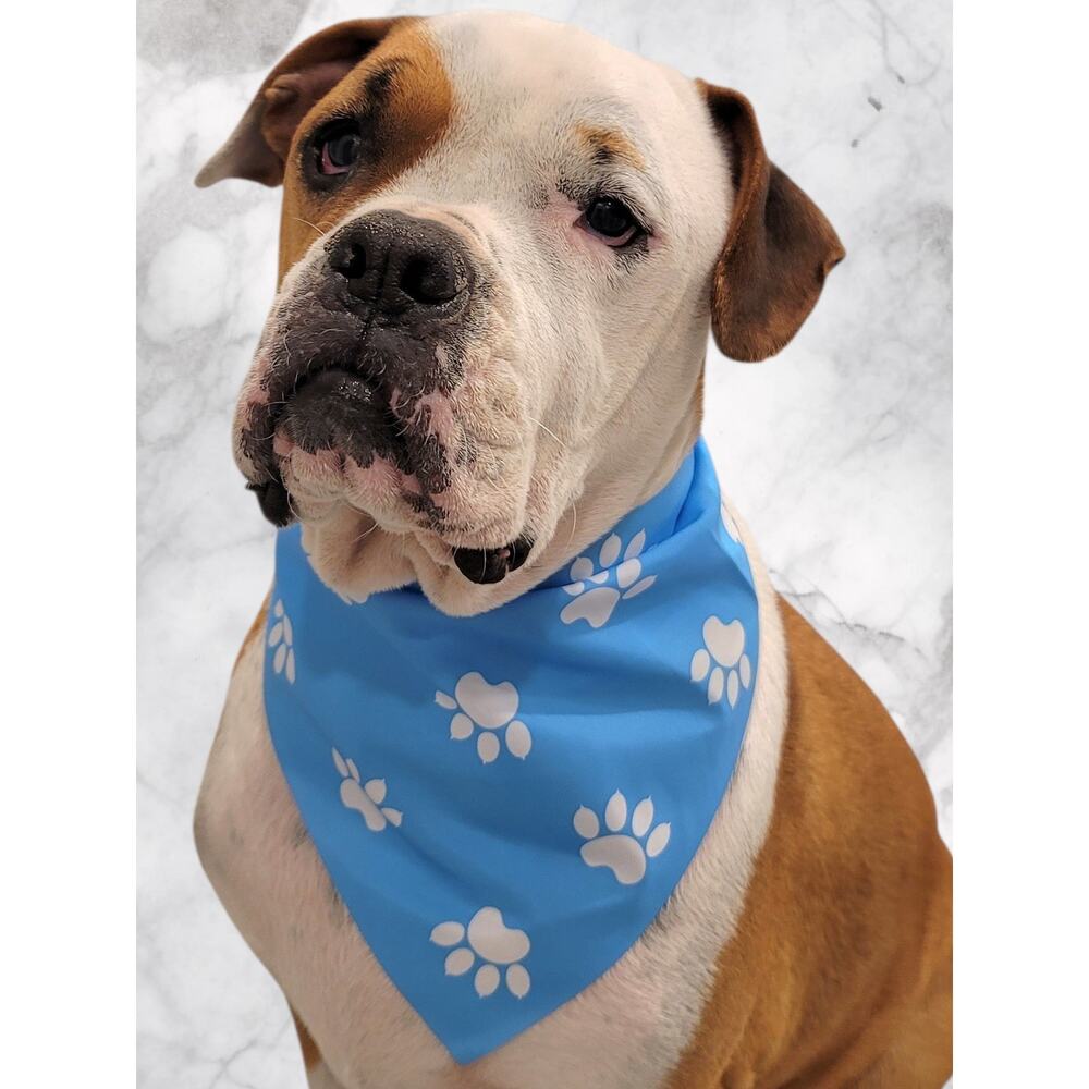 Blue Pet Bandana White Paw Print